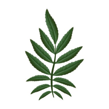 Marigold beyaz arka planda bırakır. Tasarım, kartlar, davetiyeler için resim. Yapay zeka olmayan vektör oluşturuldu