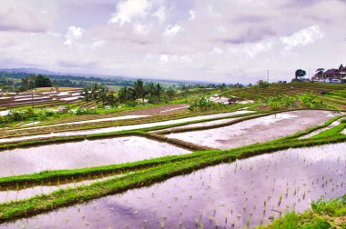 UBUD, BALI, İNDONEZYA - Şubat 2019. Tegallalang 'daki teras pirinç tarlaları, Greta Place. Çiftlik ve geleneksel evle