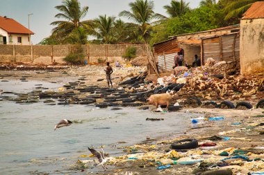 WARANG, MBour, Senegal Ocak 20222. Atlantik Okyanusu 'nun kumsalında Senegal Afrika' da çok fazla çöp plastiği kirliliği var. Plastik yiyen domuzlar. Plajda tatilin tadını çıkaracak turizm yeri yok.