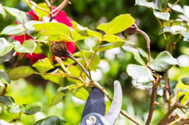 Bahçedeki solmuş kırmızı gül çiçeğini kesmek için makas kullanıyor. İlkbaharda özgün bir sahne
