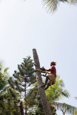 PUDUCHERRY, İNDİYA - Mart 2019. Elinde testereyle hindistan cevizi ağacını kesen tanımlanamayan bir ağaççı. Tarım tahribatı ve tehlikeli iş kavramı
