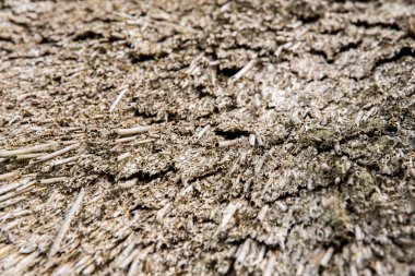 Close up view of thatched roof disease mushroom, micro-seaweed, algae, Normandy, France.