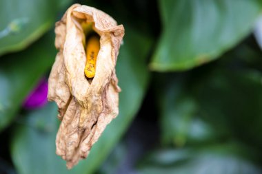 Bahçedeki yaban ördeğinin kesilmesi gerekiyor. Bahçe hobisi. Yaklaş, seçici odaklanma.