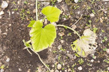 Bahçedeki küçük kabak bitkisinin suya ihtiyacı var. Organik sebzeler, evde bahçe işleri.