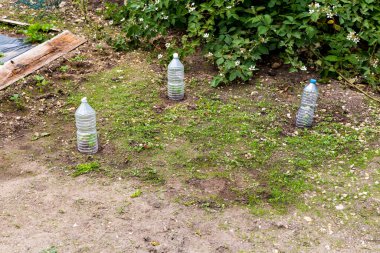 Bahçedeki küçük domatesler, üzerinde plastik şişe olan, donmuş zamandan korumak için, büyümesine yardımcı olmak için.