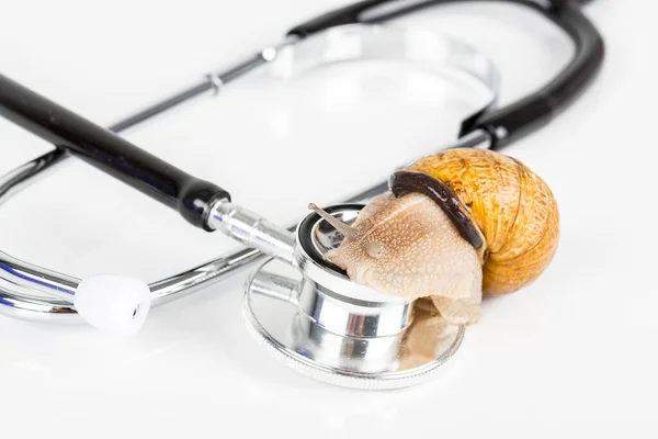 Big brown snails alive walking on stethoscope on white background. Concept new medicine with natural organic animals