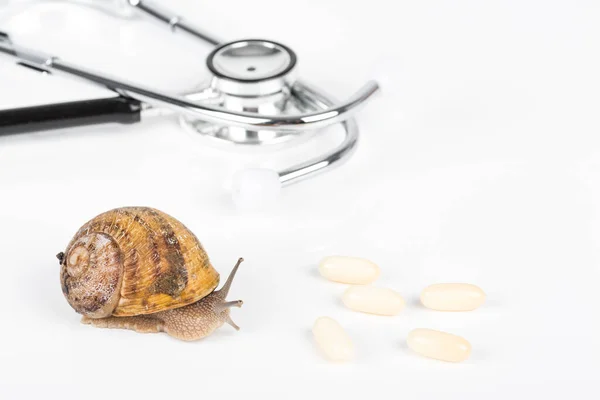 Stethoscope and big brown snail alive with medicine on white background. Concept new medicine with natural organic animals