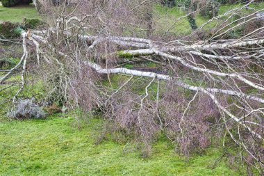 Güçlü kasırga ve kanat fırtınasından sonra bahçede beş büyük huş ağacı devrildi. Fransa 'daki sigorta şirketi Avrupa' da felaket