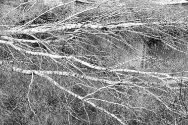 Güçlü kasırga ve kanat fırtınasından sonra bahçede beş büyük huş ağacı devrildi. Fransa Avrupa 'daki sigorta şirketi için felaket. Siyah beyaz resim