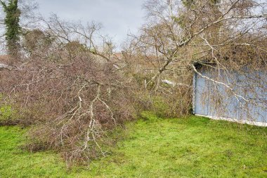 Kapalı beş büyük huş ağacı, güçlü kasırga ve kanat fırtınasından sonra tahta gri garaj çatısında devrildi. Fransa 'daki sigorta şirketi Avrupa' da felaket.