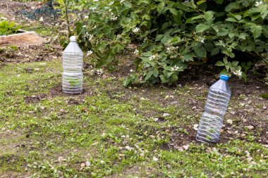 Bahçedeki küçük domatesler, üzerinde plastik şişe olan, donmuş zamandan korumak için, büyümesine yardımcı olmak için.