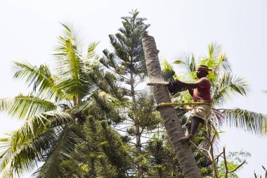 PUDUCHERRY, İNDİYA - Mart 2019. Elinde testereyle hindistan cevizi ağacını kesen tanımlanamayan bir ağaççı. Tarım tahribatı ve tehlikeli iş kavramı