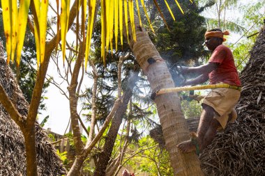 PUDUCHERRY, İNDİYA - Mart 2019. Elinde testereyle hindistan cevizi ağacını kesen tanımlanamayan bir ağaççı. Tarım tahribatı ve tehlikeli iş kavramı