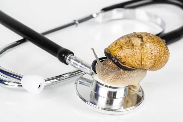 Big brown snails alive walking on stethoscope on white background. Concept new medicine with natural organic animals