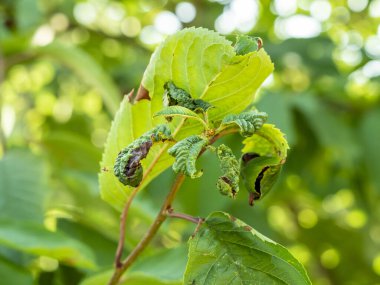 Meyve ağacı yaprakları böcekler tarafından zarar görür. Yapraklar karıncalar, böcek yumurtaları, böcek larvaları ve diğer bitki böceklerinin yardımıyla zarar gördü. Kuru, bükülmüş yapraklar.