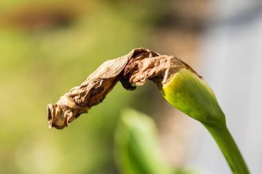 Bahçedeki yaban ördeğinin kesilmesi gerekiyor. Bahçe hobisi. Yaklaş, seçici odaklanma.