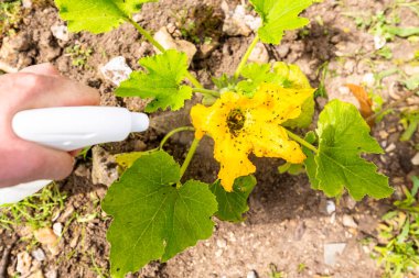 Bir sürü siyah yaprak bitkisine bulaşan kabak sarısı çiçek bitkisine sprey sıkarak. Su, yeşil sabun ve sirkeden yapılmış böcek ilacı kullanmadan..