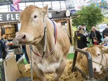 PARIS, FRANCE - MARCH Circa, 2020. Sarışın d 'Aquitaine inekleri Paris' teki uluslararası tarım toplantısında samanların üzerinde durmuş yarışmanın kazanmasını bekliyorlar. Fransa 'nın ünlü Fransız eti.