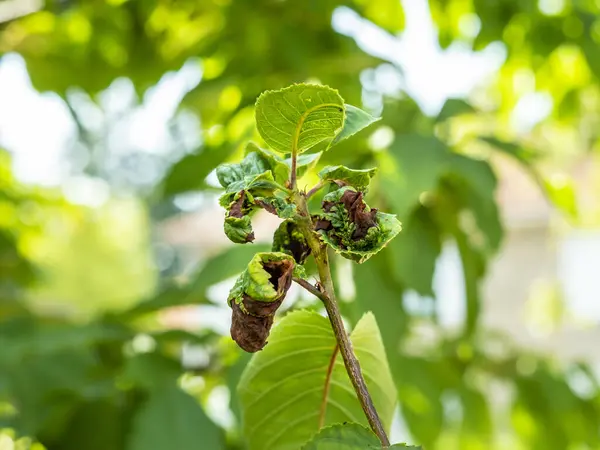 Fruit tree leaves are damaged by insects. The leaves were damaged with the help of ants, insect eggs, insect larvae and other pests of plants. Dry, twisted leaves.