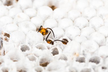 Canlı Asya hornet wasp baş, petekli yuva böcek makro yakın çekim. Zehirli zehir hayvan koloni. Doğa tehlikede kavramı