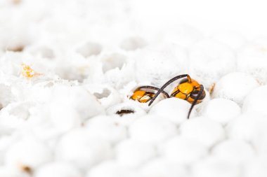 Canlı Asya hornet wasp baş, petekli yuva böcek makro yakın çekim. Zehirli zehir hayvan koloni. Doğa tehlikede kavramı