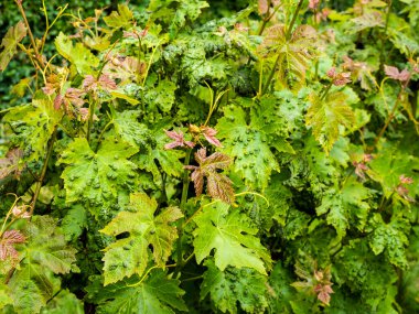 Erinosis disease on leaves of vine. Selective focus clipart