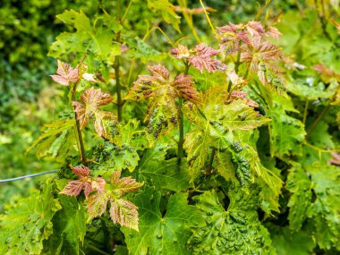 Erinosis disease on leaves of vine. Selective focus clipart