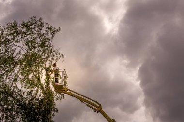 Ağaççı adam havada, bulutlu gökyüzü, sarı asansörde, kontrollü sepet, ellerinde testere ile ölü kiraz ağacı kesiyor. Tarım ve güvenlik işi kavramı