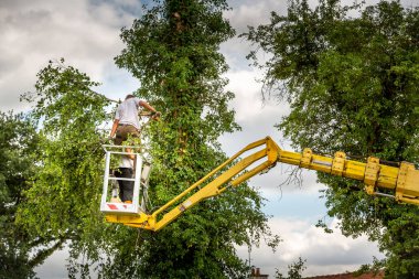 Havada iki ağaççı var, bulutlu gökyüzü, sarı asansörde, kontrollü sepet, ellerinde elektrikli testereyle ölü kiraz ağacı kesiyorlar. Tarım ve güvenlik işi kavramı