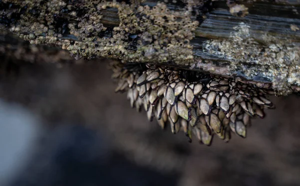 Kagylók Tapadtak Part Szikláihoz Kiváló Minőségű Fénykép — Stock Fotó