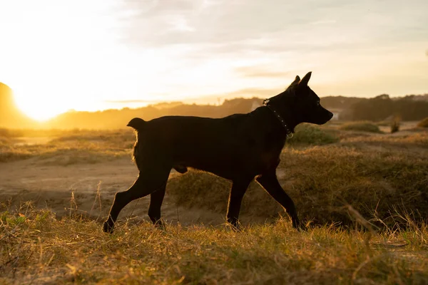 Kleine Zwarte Hond Wandelen Het Platteland Onder Zonsondergang Licht Hoge — Stockfoto
