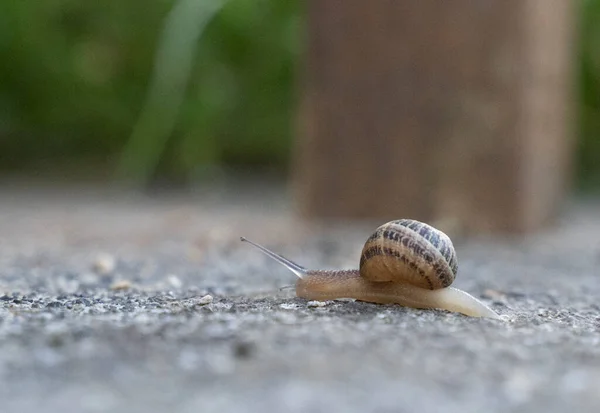 蜗牛在花园的地面上慢慢地移动 高质量的照片 — 图库照片