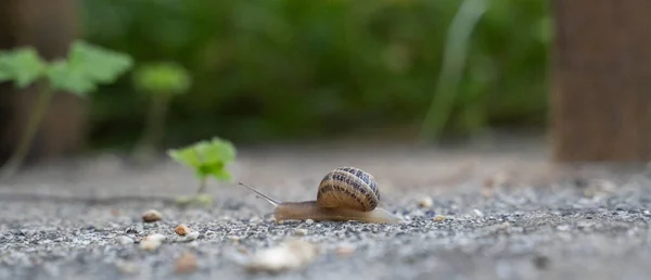 Escargot Déplaçant Lentement Dans Sol Jardin Photo Haute Qualité — Photo
