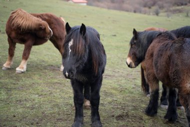 horses pacing freely in the green meadows of picos de Europa National Park, Spain. High quality photo