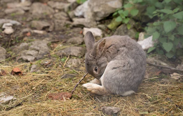 農場の地面に小さな毛皮のウサギ 高品質の写真 — ストック写真