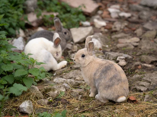 small furry rabbits on the ground in a farm. High quality photo