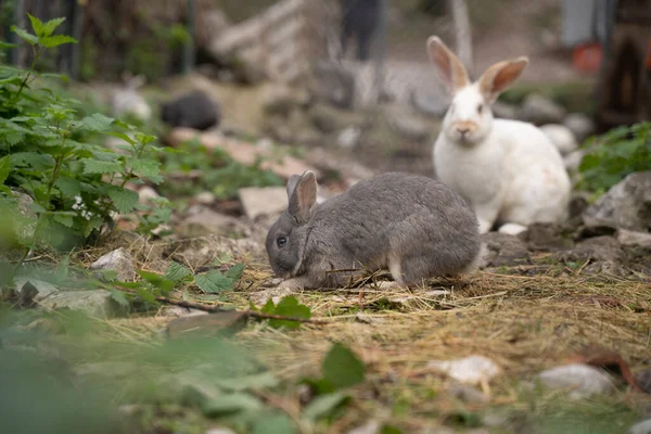 农场地上的毛茸茸的小兔子 高质量的照片 — 图库照片
