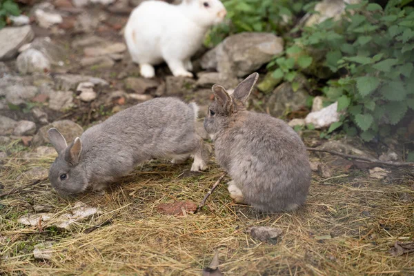 small furry rabbits on the ground in a farm. High quality photo