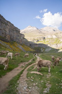 Ordesa Ulusal Parkı, İspanyolca, Pireneler vadisinde özgürce yürüyen inekler. Yüksek kalite fotoğraf