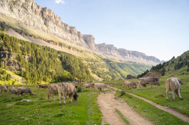 Ordesa Ulusal Parkı, İspanyolca, Pireneler vadisinde özgürce yürüyen inekler. Yüksek kalite fotoğraf