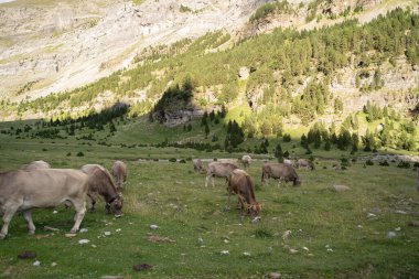 Ordesa Ulusal Parkı, İspanyolca, Pireneler vadisinde özgürce yürüyen inekler. Yüksek kalite fotoğraf