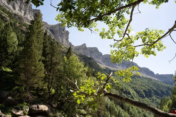 スペインピレネー山脈のオルデサ国立公園の森の中のマウンテンキャニオンの壁 高品質の写真 — ストック写真