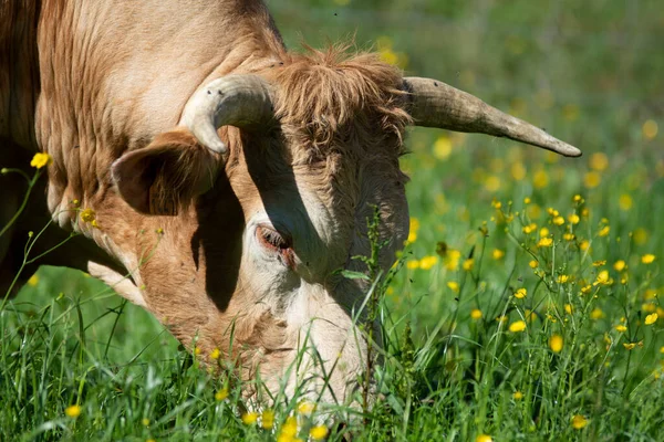 Vaca Comiendo Hierba Campo — Foto de Stock