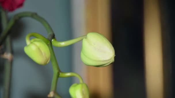 Kwiat Orchidei Biały Czas Upływu Kwiatu Jeden Tydzień — Wideo stockowe