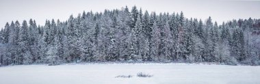 Snow coveder spurce forest Panorama. Winter scandinavian landscape . Close to duotone colors due to contrast between the frosty spruce trees, white snow foreground and sky.