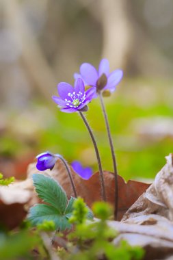 Anemone hepatica syn. Hepatica nobilis