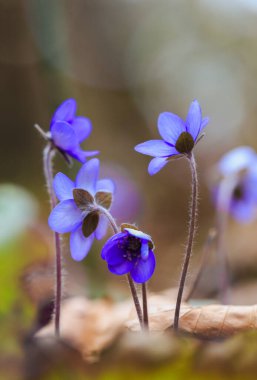 Anemone hepatica syn. Hepatica nobilis