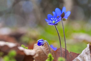 Blue Anemone hepatica , first spring woods flowers. Shallow depth of field , Copy space