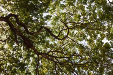 Green tropics tree brunches, Low angle view, foliage background