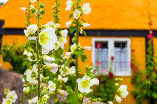 Traditional Colorful Hollyhock Flowers Town Streets Bornholm Island Denmark Selective — Stock Photo, Image